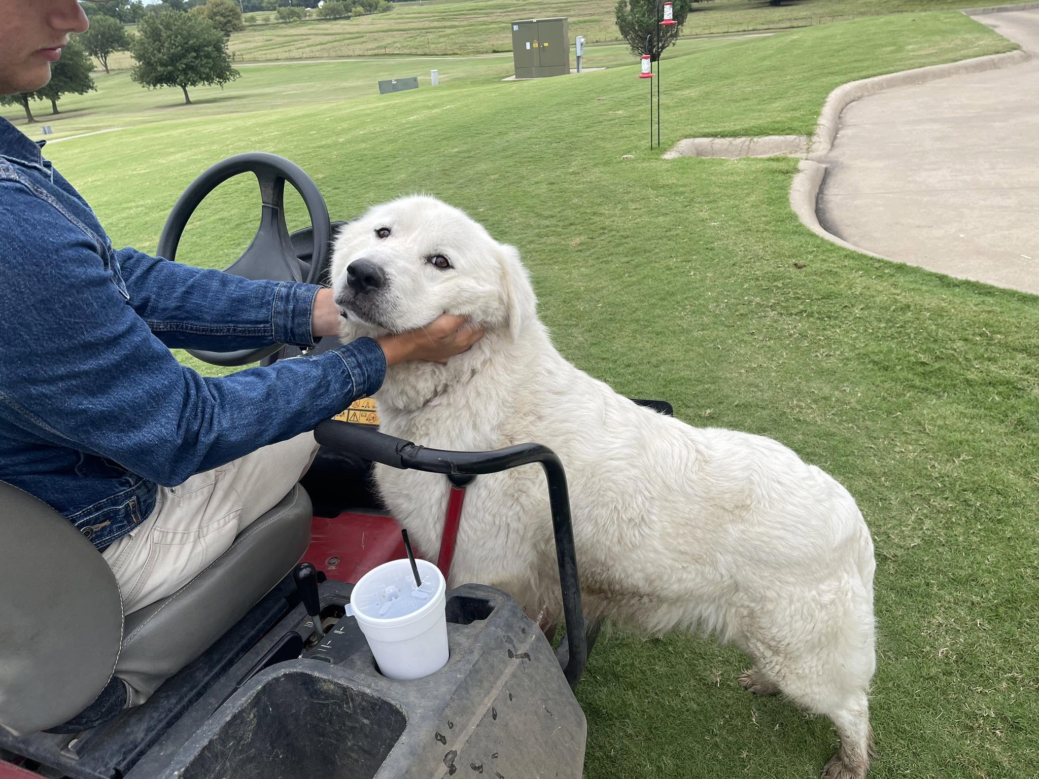 cute dog hanging out on a Fire Ridge fairway